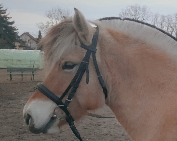 broodmare Hanne (Fjord Horse, 2014, from Husar)