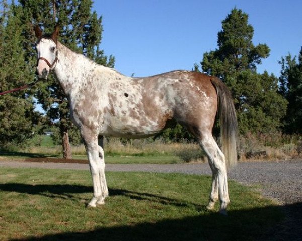 broodmare Painted Mystique xx (Thoroughbred, 2005, from Airdrie Apache xx)