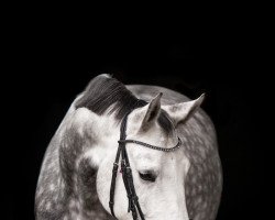 jumper Calea 14 (Oldenburg show jumper, 2016, from Caitano)