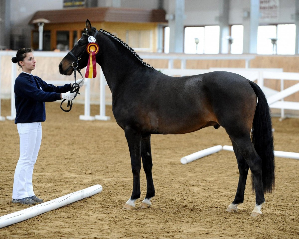 stallion Cannavaro 14 (German Riding Pony, 2007, from FS Champion de Luxe)