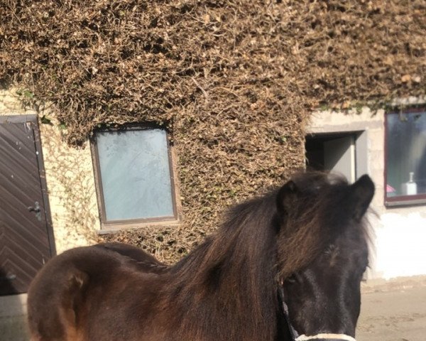 horse Amur (Iceland Horse, 2009, from Ali vom Wiesenhof)