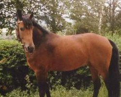 stallion Lesoto 1448 (Noble Warmblood, 1983, from Lenz 2640)