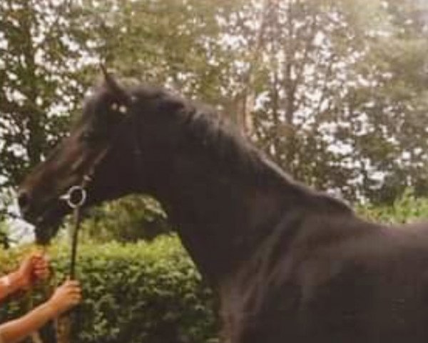 stallion Gehilfe xx (Thoroughbred, 1985, from Cil xx)