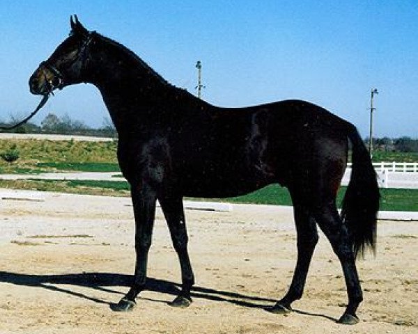 stallion Tzigane (Trakehner, 1998, from Graditz)