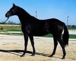 stallion Tzigane (Trakehner, 1998, from Graditz)