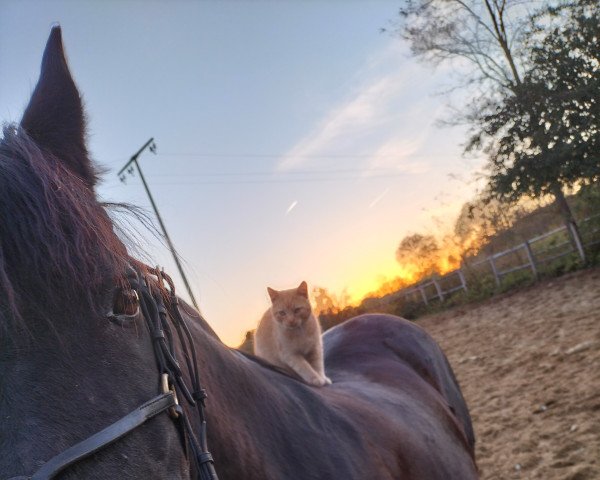 dressage horse Hortigon (unknown, 2002)