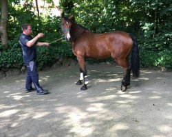 broodmare Kelly I (Holsteiner, 2017, from Balous Bellini)