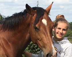 eventing horse Lorado 34 (Holsteiner, 2016, from Lordanos)