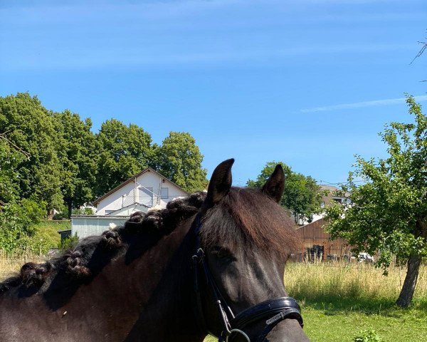 horse Vivito vom Naafbachtal (Breeding attempt Aegidienberger, 2006, from GK Feliciano)