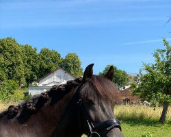 Pferd Vivito vom Naafbachtal (Zuchtversuch Aegidienberger, 2006, von GK Feliciano)