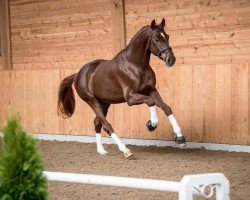 stallion Lindir B (Polish Warmblood, 2015, from Vis a Vis)