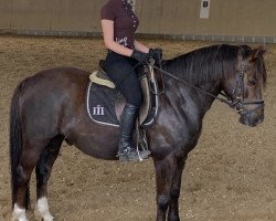 dressage horse Top Zeppelin (German Riding Pony, 2007, from Top Zento)