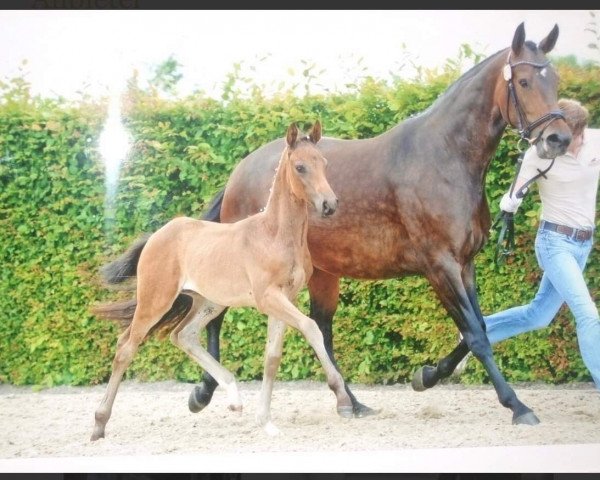 broodmare Caracalla BMS (Oldenburg, 2009, from Sir Donnerhall I)