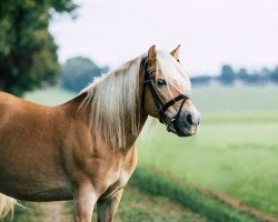 jumper Nora 505 (Haflinger, 2005, from Nostradamus)