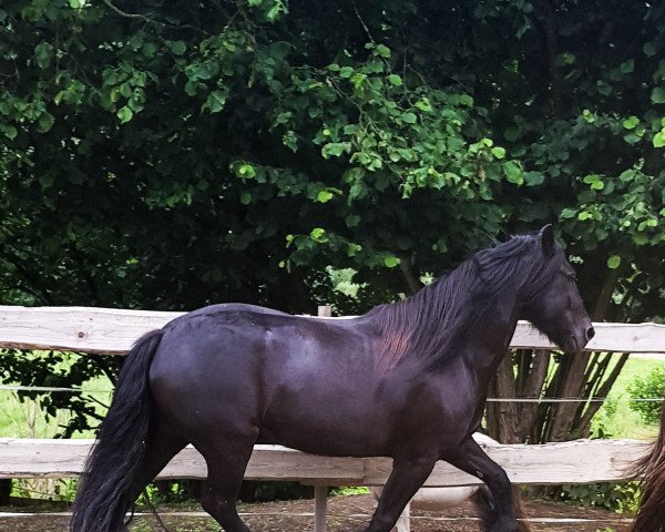 horse Rimmersgard Ray (Fell Pony, 2007, from Border Rambler)