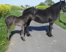 broodmare Greenholme Kittywake (unknown, 1992, from Heltondale Ted)