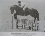 Zuchtstute Border Black Empress (Fell Pony,  , von Waverhead Rambler)