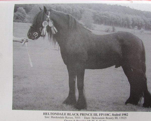 Deckhengst Heltondale Black Prince III (Fell Pony, 1982, von Hardendale Raven)