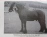stallion Heltondale Black Prince III (Fell Pony, 1982, from Hardendale Raven)