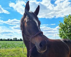 horse Rhaya Gavina (Hanoverian, 2005, from Rabino)