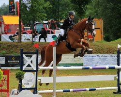 jumper Rubinio 33 (German Sport Horse, 2003, from Re Mexico)