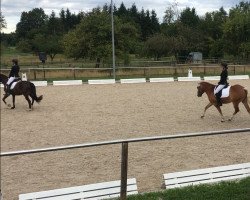 dressage horse Walli (Haflinger, 2013)