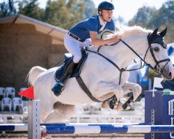 Springpferd Caslato (Holsteiner, 2011, von Casall)