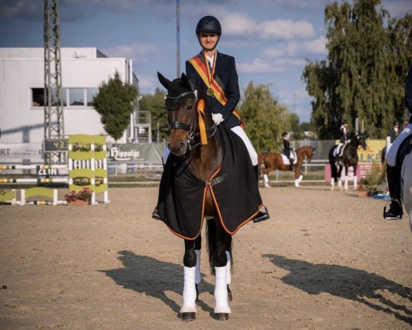 dressage horse Limoncelli 2 (Hanoverian, 2011, from Lord Loxley I)