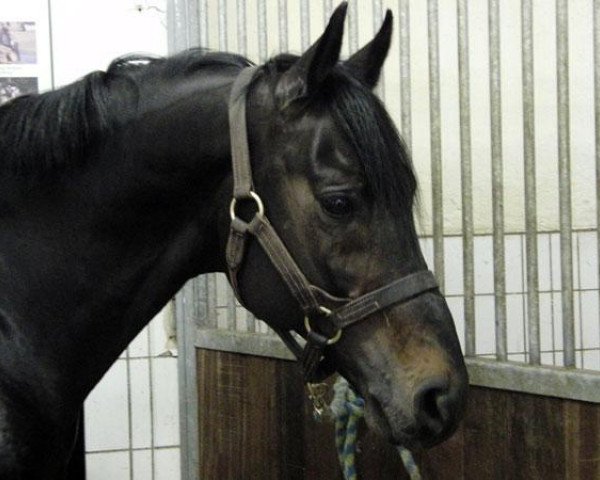 stallion Tzigane (Trakehner, 1998, from Graditz)
