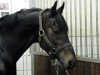 stallion Tzigane (Trakehner, 1998, from Graditz)