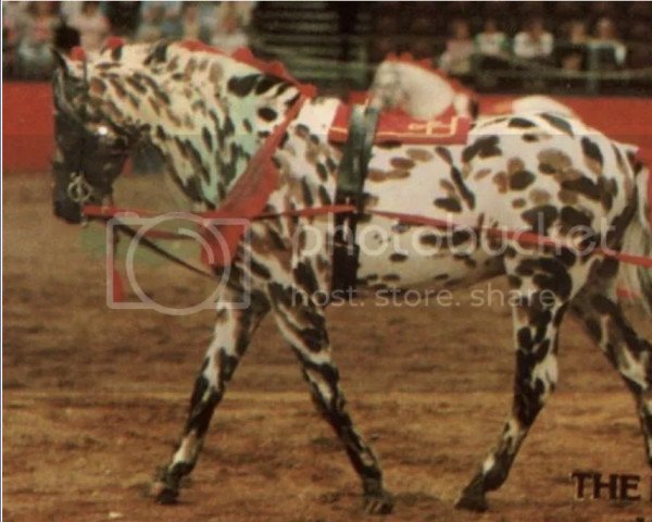 stallion Sparside Buttons (British Spotted Pony, 1980)