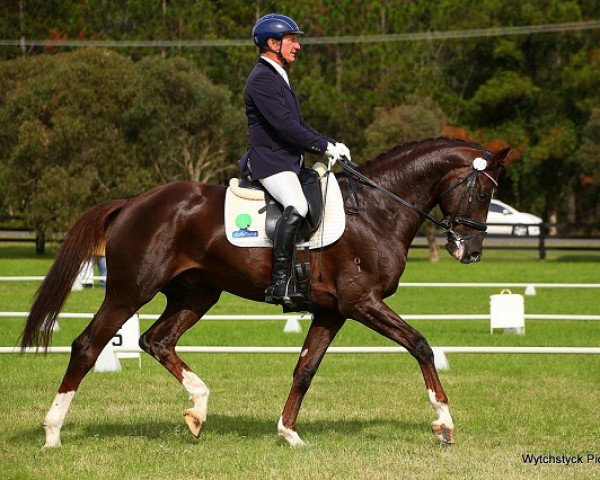 Deckhengst Questing R (Australisches Warmblut, 2011, von Quaterback)