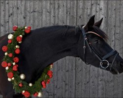 dressage horse Ebony 120 (German Sport Horse, 2017, from S.I.E.C. Bachelor)