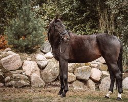 dressage horse Warina 134 (Hanoverian, 2012, from Woronow)