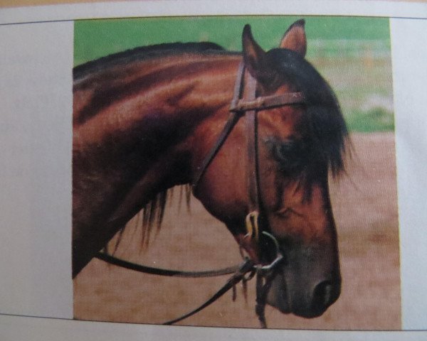 Deckhengst Playable (Quarter Horse,  , von Freckles Playboy)