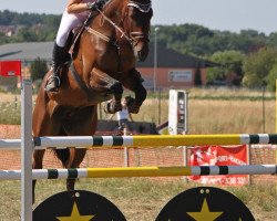 jumper Snail mail (German Sport Horse, 2008, from Stallone Quainton)