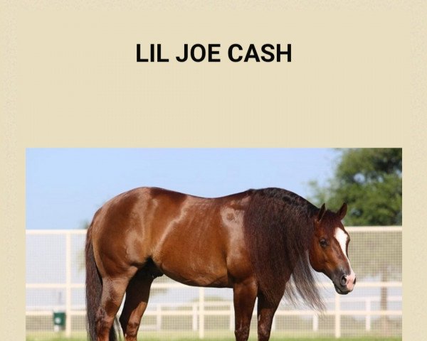 stallion Lil Joe Cash (Quarter Horse, 2008, from Nu Chex To Cash)