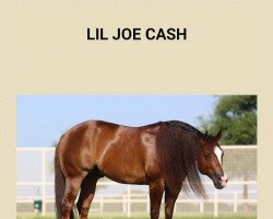 Deckhengst Lil Joe Cash (Quarter Horse, 2008, von Nu Chex To Cash)