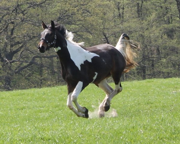 Dressurpferd Okelani (Deutsches Sportpferd, 2010, von Camaro)