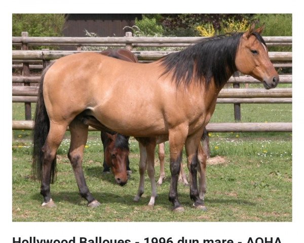 Zuchtstute Hollywood Balloues (Quarter Horse, 1996, von Hollywood Dun It)