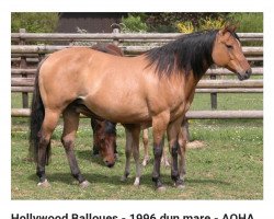 broodmare Hollywood Balloues (Quarter Horse, 1996, from Hollywood Dun It)