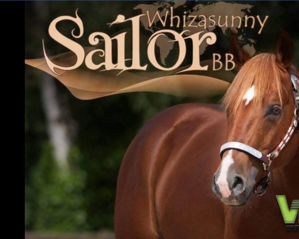 Deckhengst Whizasunnysailor BB (Quarter Horse, 2008, von Topsail Whiz)