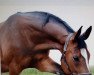 broodmare Raissa (Westphalian, 1999, from Radeberger)