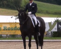 dressage horse Haydn 16 (Hanoverian, 2005, from His Highness)