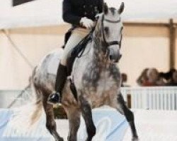 dressage horse Hohe Lufts Ramstein (Swedish Warmblood, 2005, from Rubinrot)