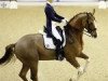 dressage horse Desperados 29 (Hanoverian, 2005, from Danone 4)