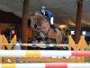 jumper Cato 68 (Oldenburg show jumper, 2006, from Chequille 2)