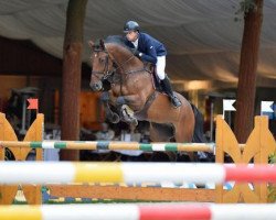 jumper Cato 68 (Oldenburg show jumper, 2006, from Chequille 2)