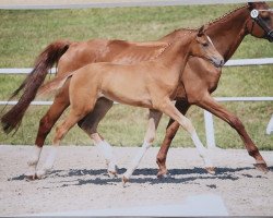 Dressurpferd Malou Soleil d'or (Deutsches Sportpferd, 2019, von Birkhof's Fabritius FBW)