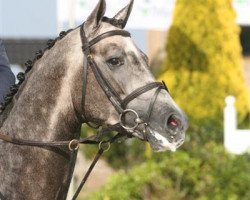 stallion VDL Groep Cassanova Z (Zangersheide riding horse, 2006, from Chellano Z)